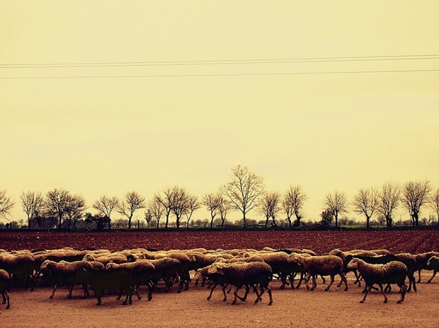 Un borrego en Fuencarral